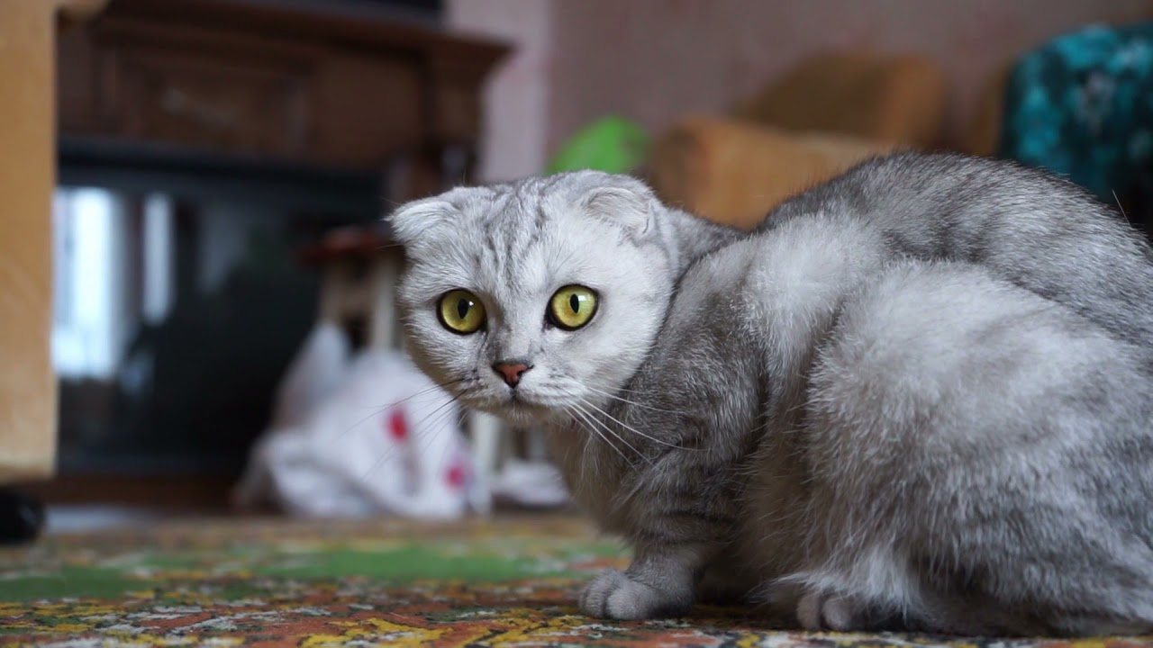 A Gray  eye Pet Cat | beautiful eyes | colour of cat eyes