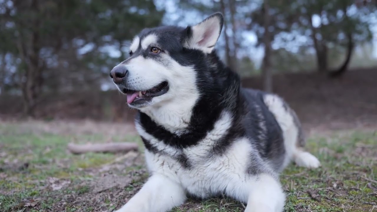 Silly Malamute Puppy Playing with His Dental Treat