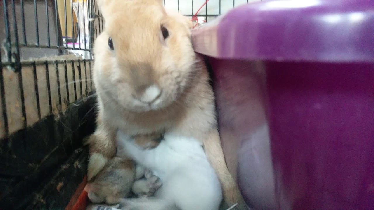 Mother Rabbit try to hide in the corner from her young kit's. Rabbit feeding her young