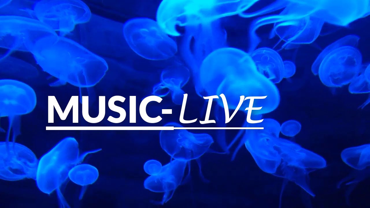 WONKI ANYWHERE MUSIC LIVE NO COPYRIGHT