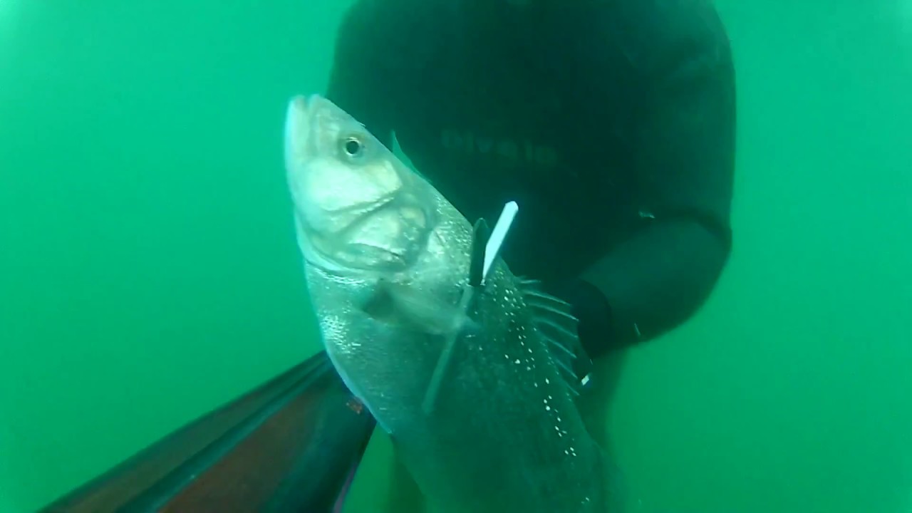 Spearfishing Croatia, Orade i brancini 2019, Ivica Smolić