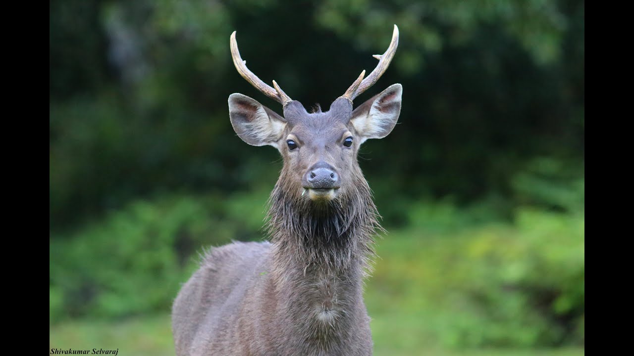 Horton plains - Slideshow