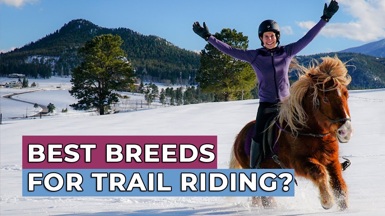Best Horse Breeds For Trail Riding