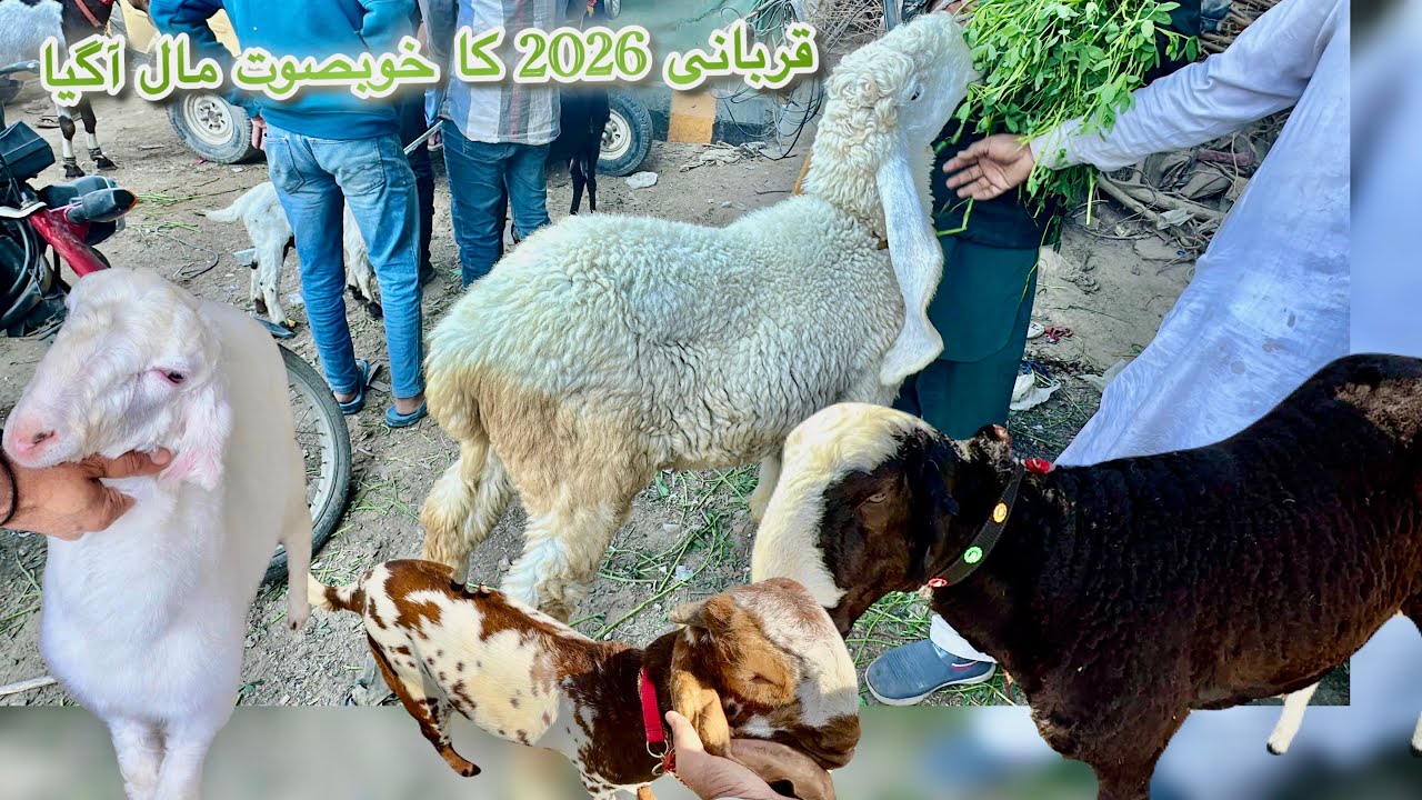 Lalukhet Sunday Bakra Mandi Latest Rates Update 1 Feb 2026 || Qurbani Season 2026 