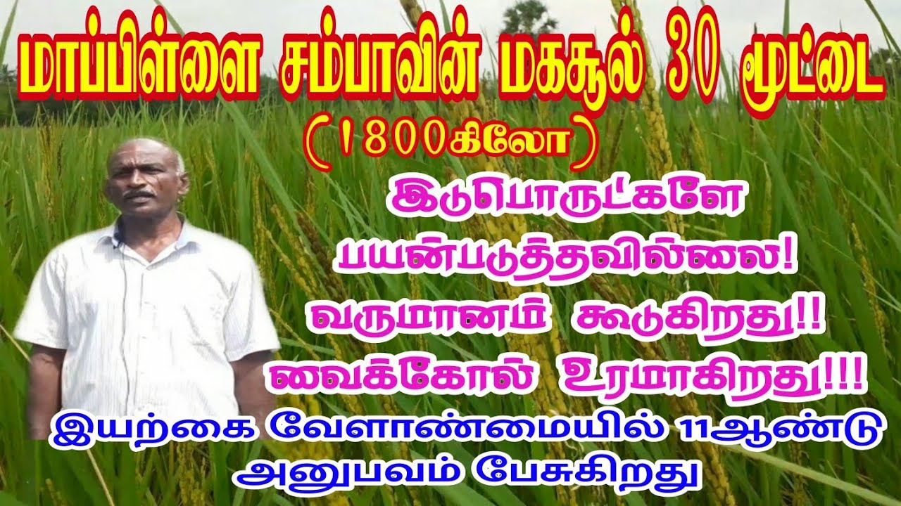 மாப்பிள்ளை சம்பா மகசூல் 30 மூட்டைகள் Yield of Mappilai Samba 30 Bags