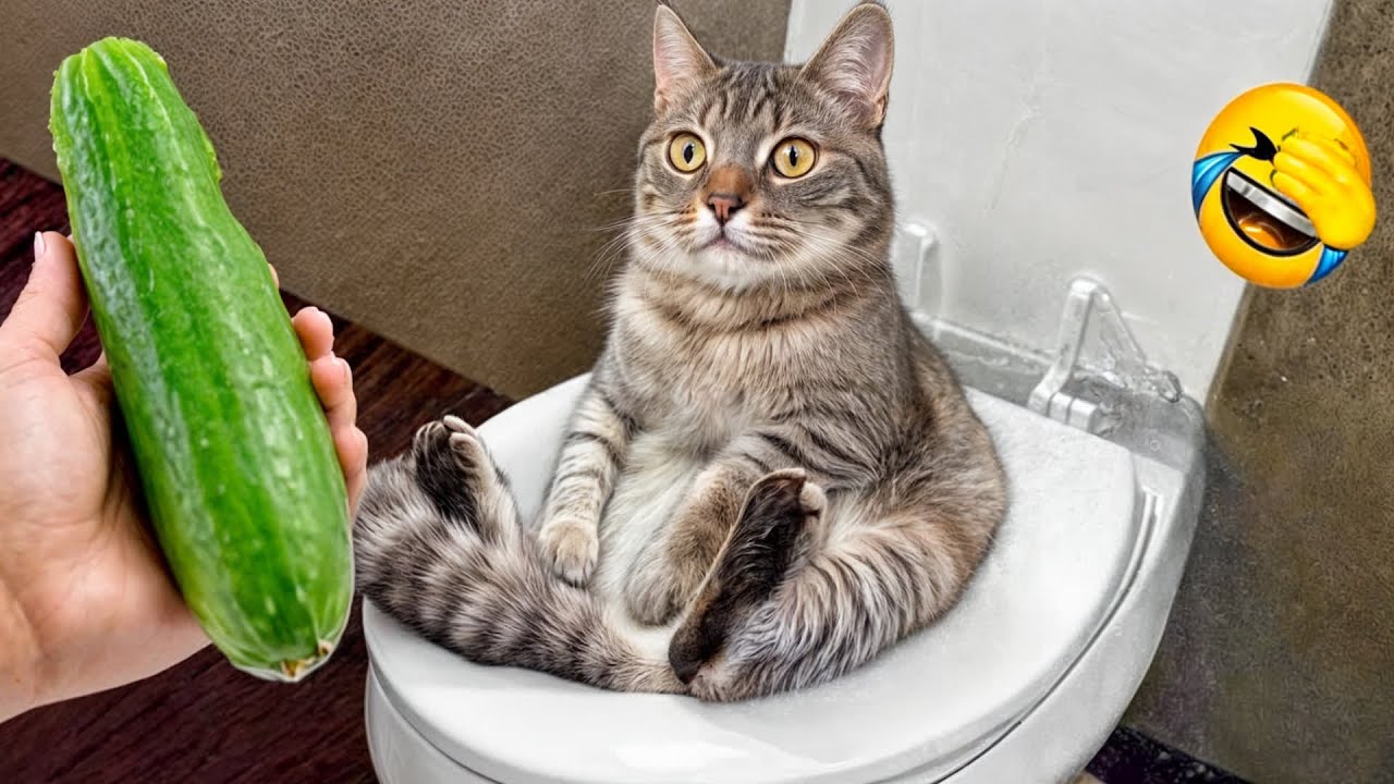 Hilarious animal videos 😸 You'll laugh until you cry because of these dogs and cats 🙄 #animals