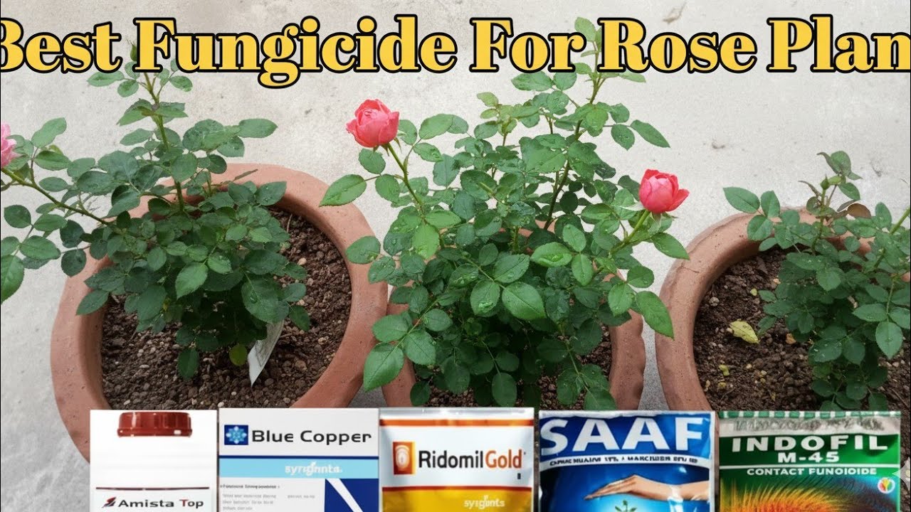 Best Fungicide For Rose Plants / सबसे अच्छा फंगीसाइड कौन सा है