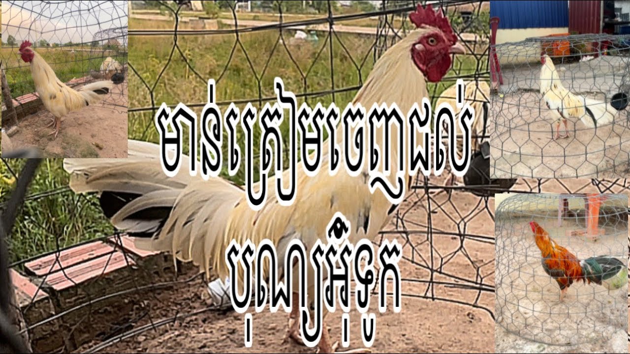 មាន់ត្រៀមចេញជល់ពេលអ៊ុំទូក#rooster #animal 