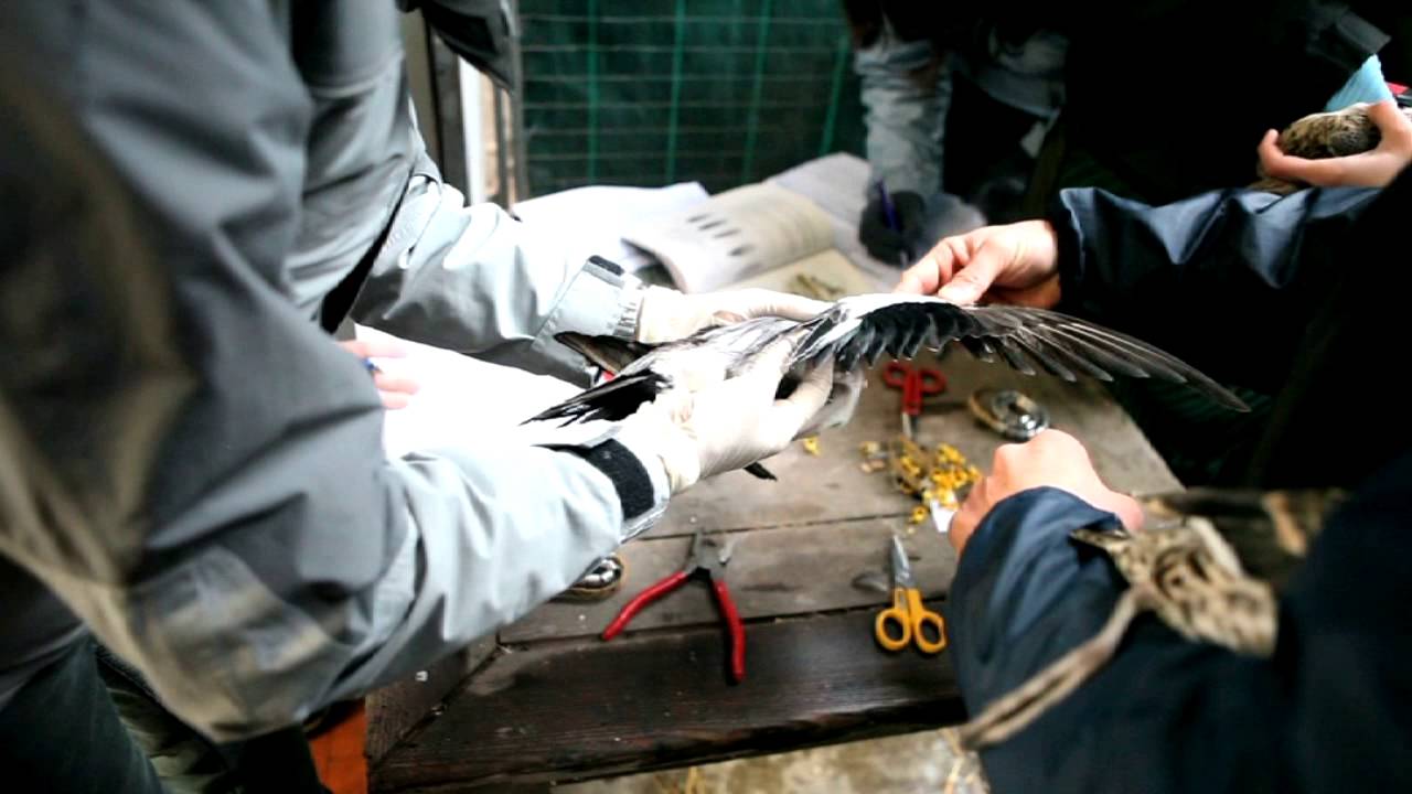 WWF Operazione Paperopoli