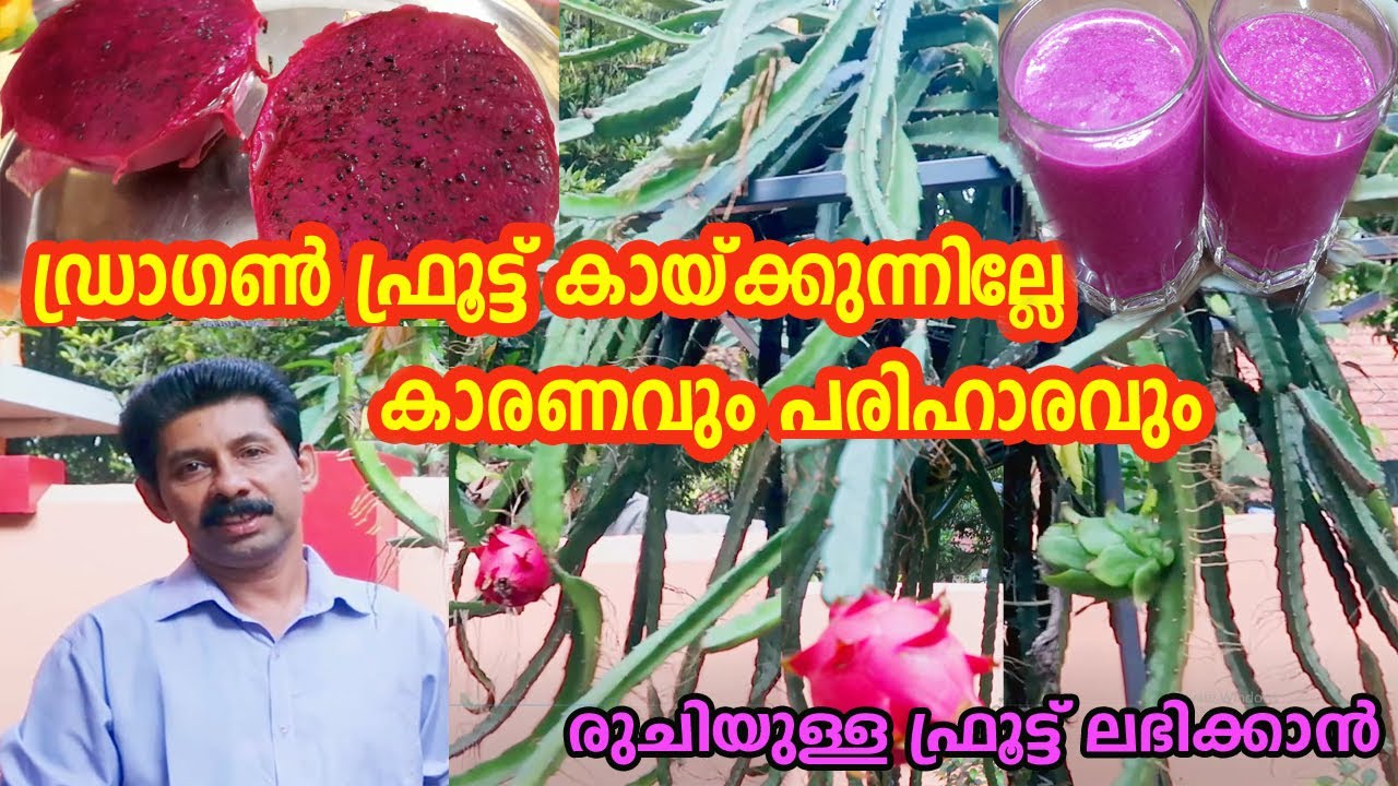 ഇങ്ങനെ വളം ചെയ്താൽ കായ്ക്കാത്ത ഡ്രാഗൺ ഫ്രൂട്ടും  കായ്ക്കും Dragon Fruit Flowering Tips | Fertilizer