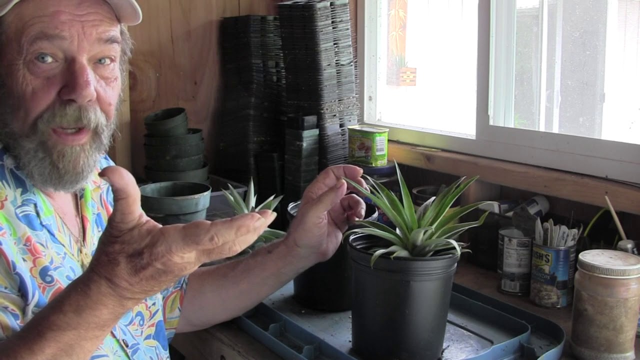 Pineapple as a House Plant