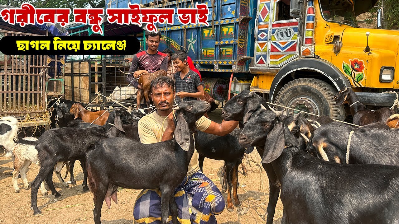 ঝিকরগাছা ছাগলের হাটে গরীবের বন্ধু সাইফুল ভাই কি বলছে মন দিয়ে শুনুন