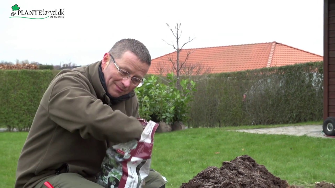 Sådan planter ud hækplanter i rende