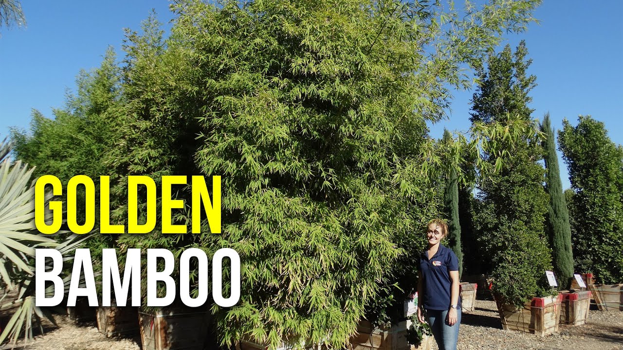 Golden Bamboo