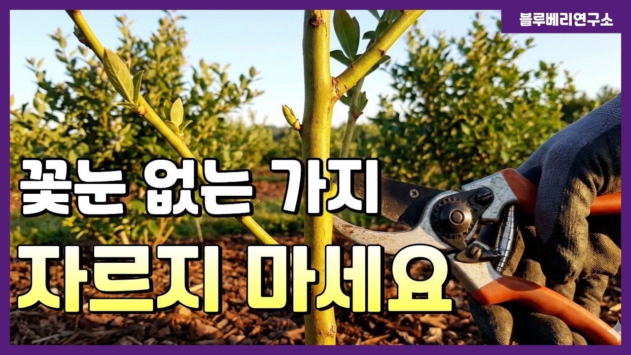 블루베리 전정, 열매 안 맺는 '이 가지'의 진짜 정체!!
