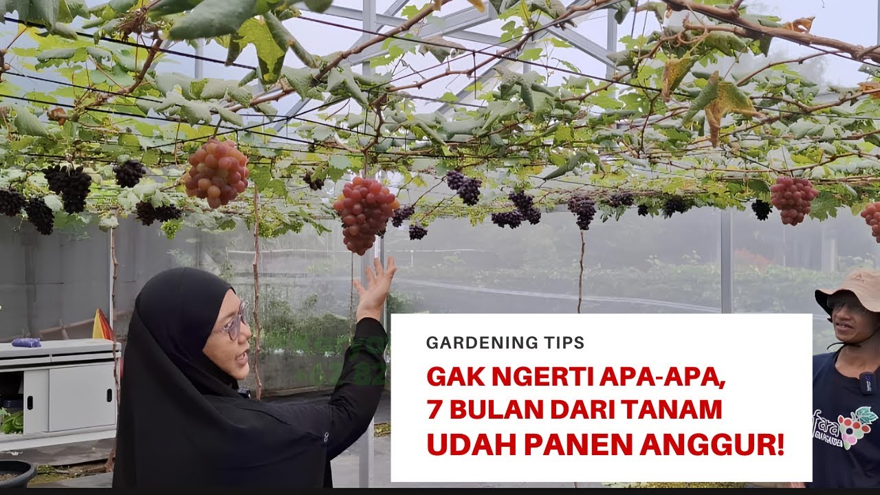 Cara Menanam Anggur dari Nol hingga Panen dalam 7 Bulan | Tips Berkebun Praktis di Rumah