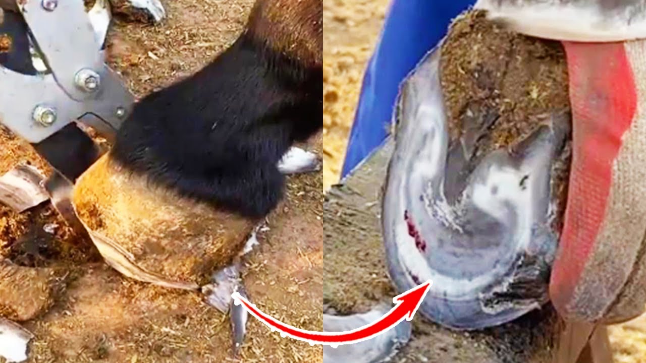 Cut off the bad hoof of the donkey, there are holes in the cut!丨ASMR丨Donkey hoof cutting sound