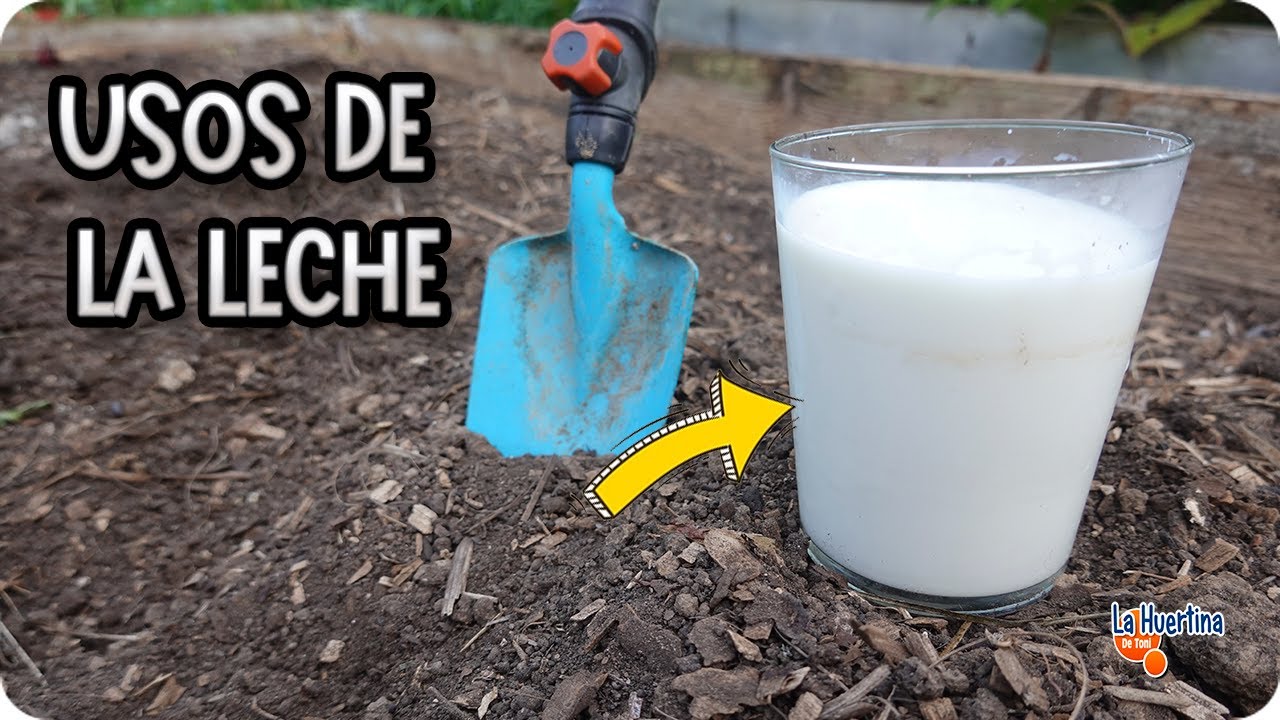 LECHE PARA LAS PLANTAS : 7 Usos INCREIBLES Para Plantas Y El Huerto || La Huertina De Toni