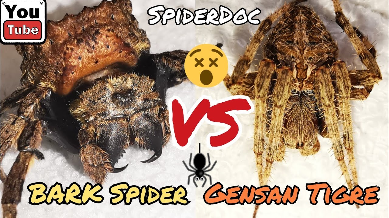 BARK Spider vs GENSAN Abuhing Tigre. New Species Fight. Ubos ang Galamay ng Gagamba. Spider Fight.