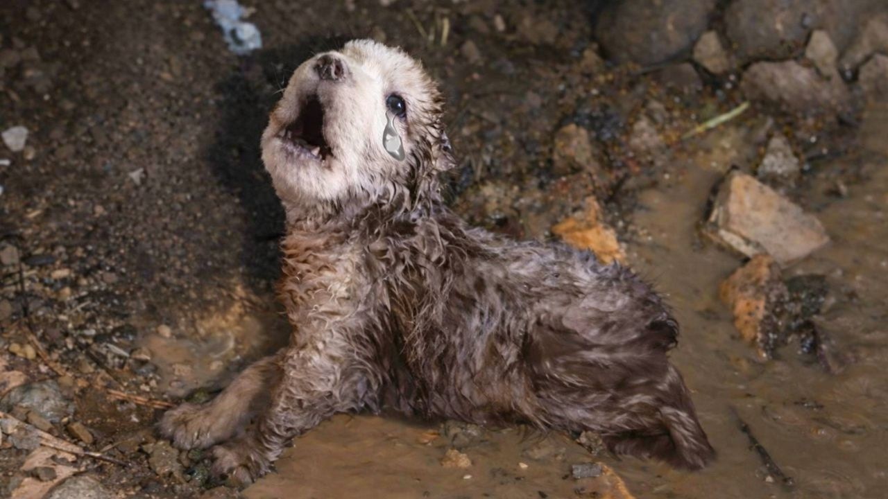 He Was Crying In A Dirty Puddle With No One To Help