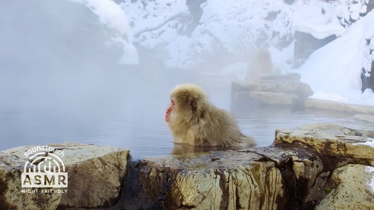 Snow Winter Hot Springs Ambience + Japanese Monkey Spa | Deep Focus & Sleep Ambience (No Talking)
