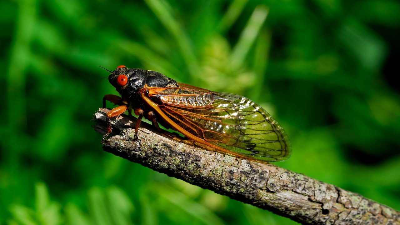 Nature Minute - The Emergence of Periodical Cicadas