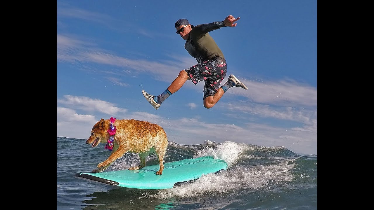 MERGE4 / Skyler The Surfing Dog