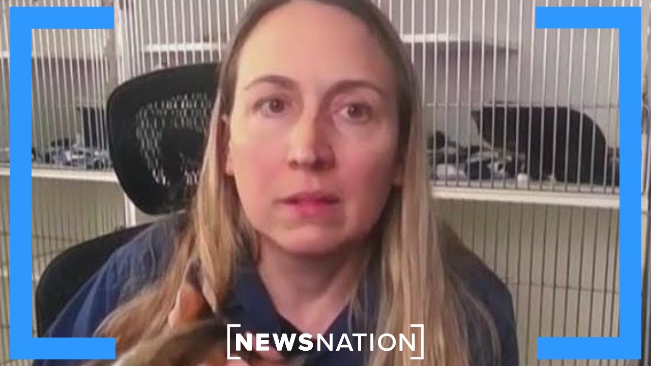 Лос-Анджелес пытается спасти животных от пожаров | NewsNation Now