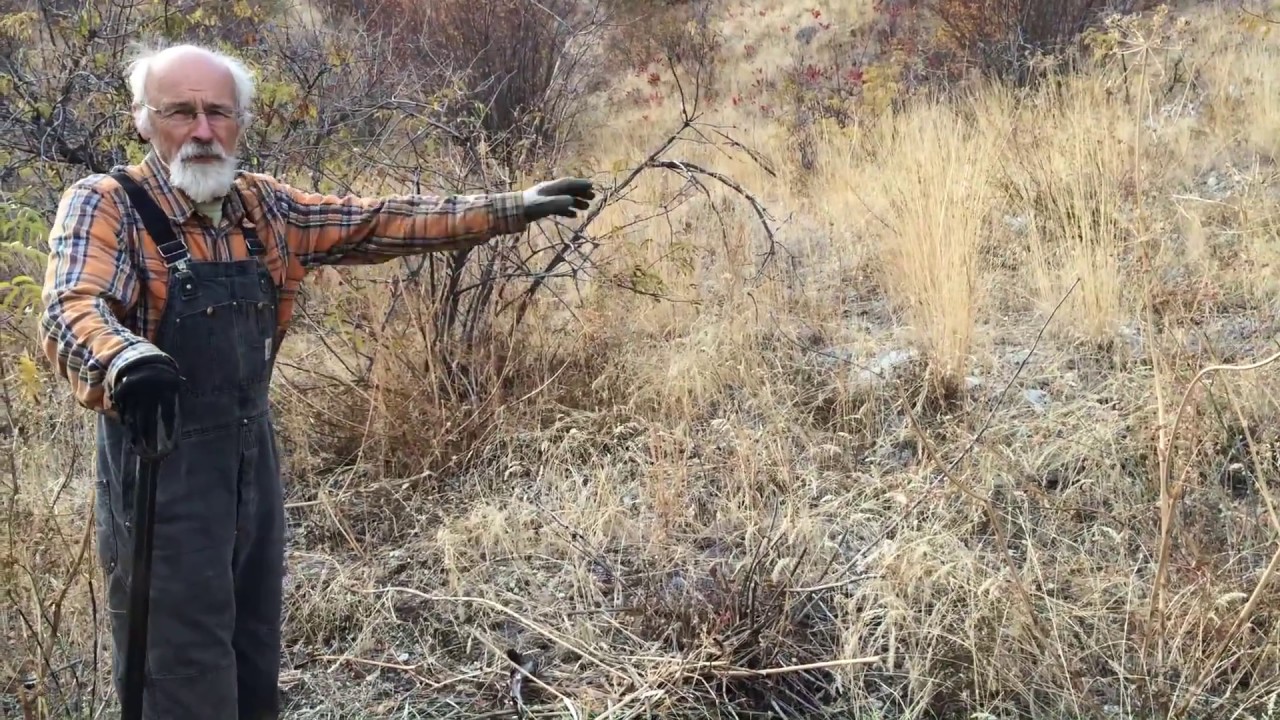 Lomatium - How to Harvest with Michael Pilarsk 