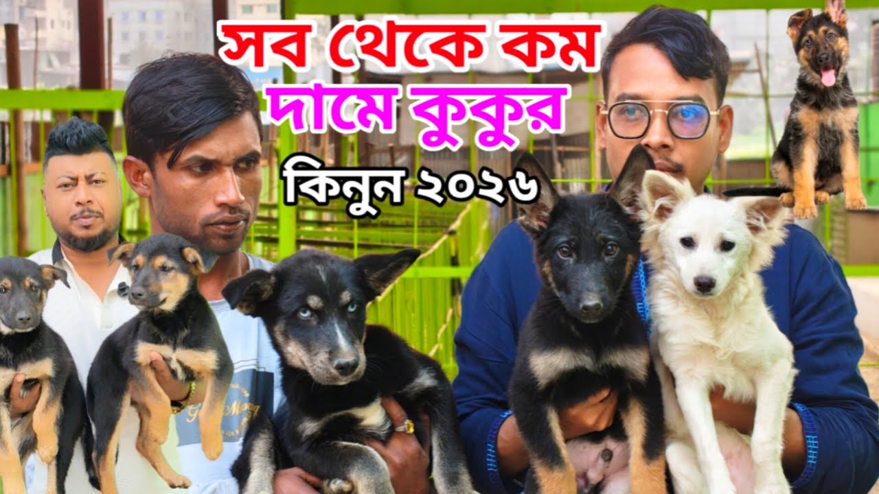 Dog price in Bangladesh | German shepherd dog price in Bangladesh | জার্মান শেফার্ড কুকুরের দাম ২০২৬