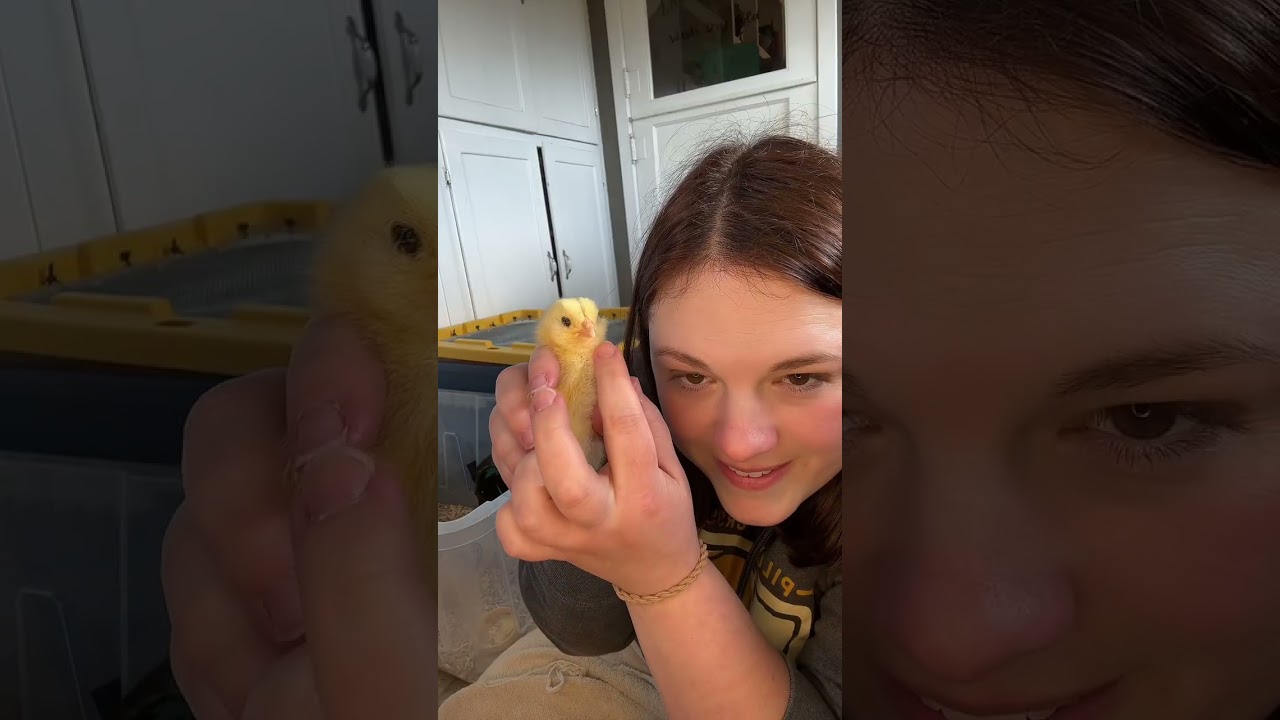 Baby Chick Update 🐥🐓
