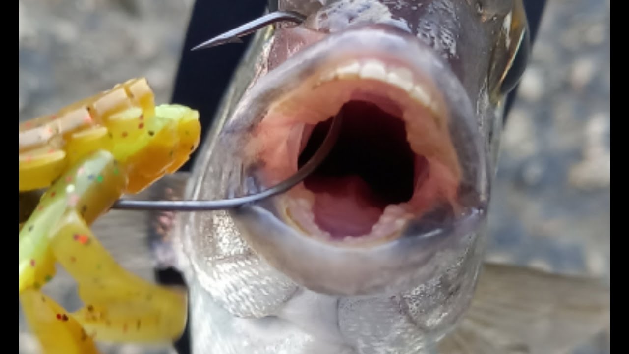 РЫБЫ С ЧЕЛОВЕЧЕСКИМИ ЗУБАМИ. РЫБАЛКА В ЧЁРНОМ МОРЕ.