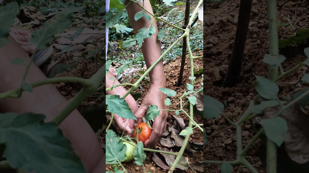 ഞങ്ങളുടെ ഒരു കുഞ്ഞു അടുക്കളത്തോട്ടം
