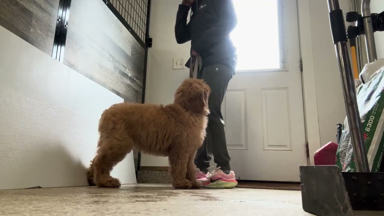 Фиона отрабатывает команду «Жди»! 18.02.2026