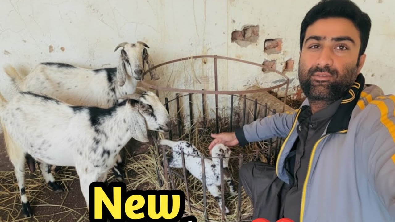 Allhumdulliah 😍❤️ New entry our farm 🤲 #dailyvlog