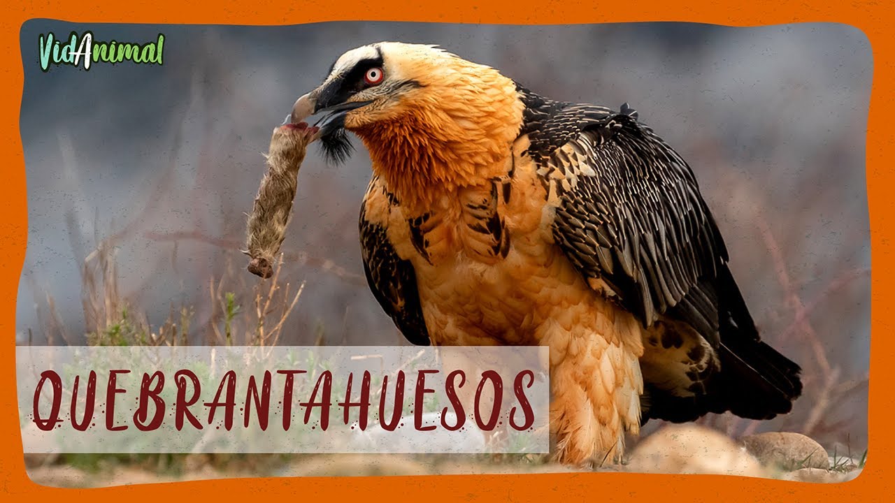 Esta AVE SOLO se ALIMENTA de HUESOS: El quebrantahuesos.