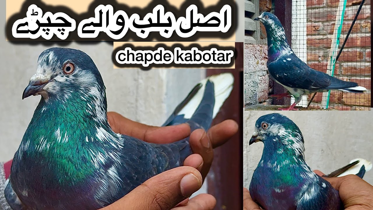 Balb walay chapde kabooter 💯% asil + heera lal + ch walay teddy + ustad naeem bhatti dub walay
