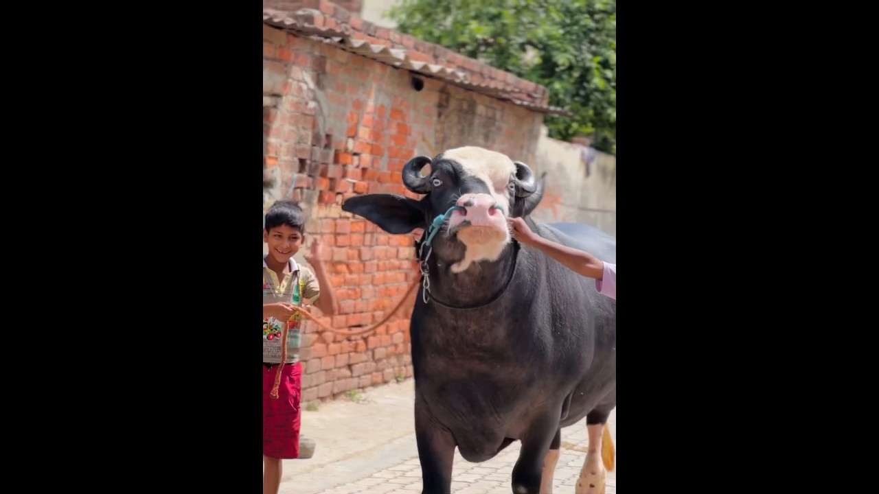 nili ravi bull| owner happy veer 🩸👌(virk farm)#neeliravi#buffalo#pashupalan#dairyfarming#jhota#top