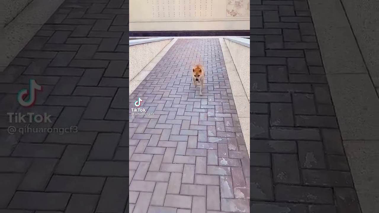 cachorro cururu 2