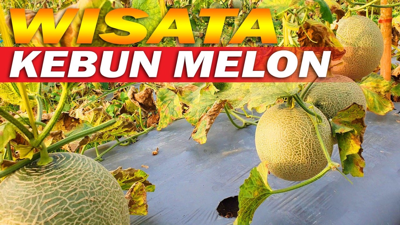 Kebun Melon di Rimbo Bujang Jln Teuku Umar Kelurahan Sarana Agung