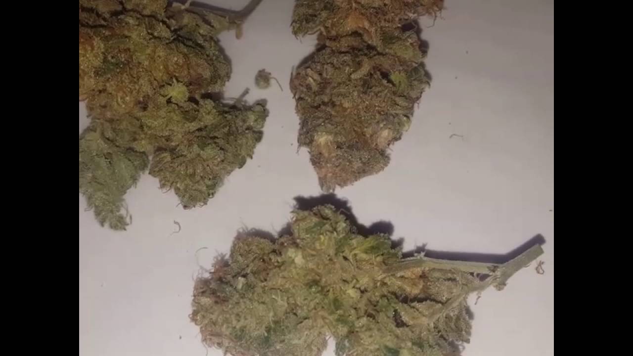 G13 Labs Blue OG Growers Review