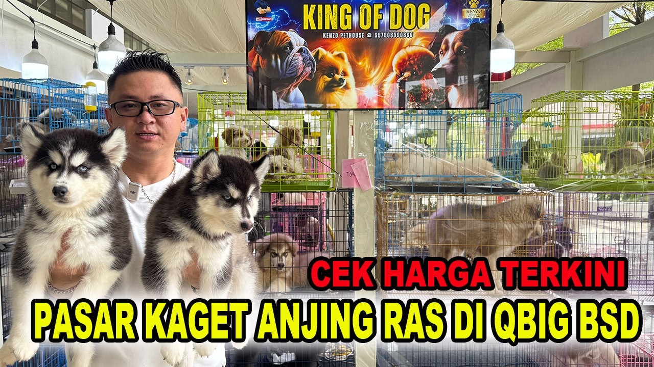 Cek Harga Pasar Kaget Anjing Ras Di QBig BSD City