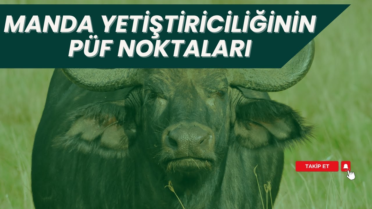 MANDA YETİŞTİRİCİLİĞİ I YENİ NESİL HAYVANCILIK