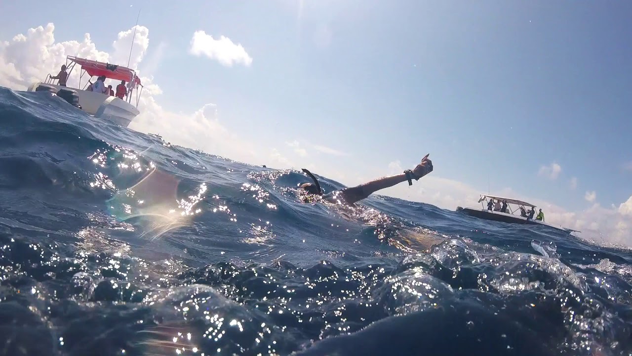 Escursione squalo balena Cancun, Messico