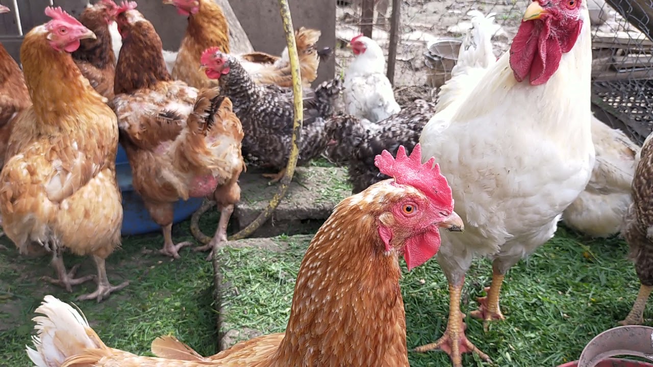 3 cocosi canta cucurigu iar gainile mananca - 3 roosters sing cucurigu and the hens eat