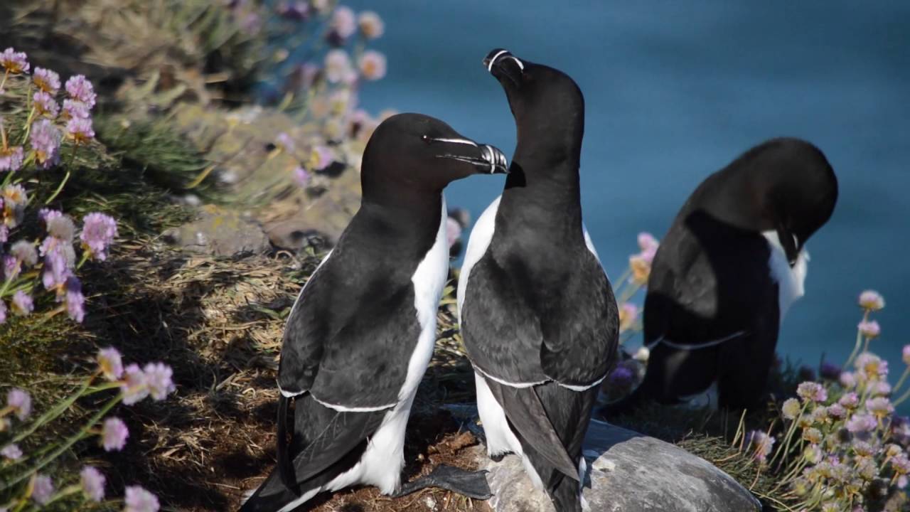 Razorbills at Fowlsheugh RSPB Bird Reserve