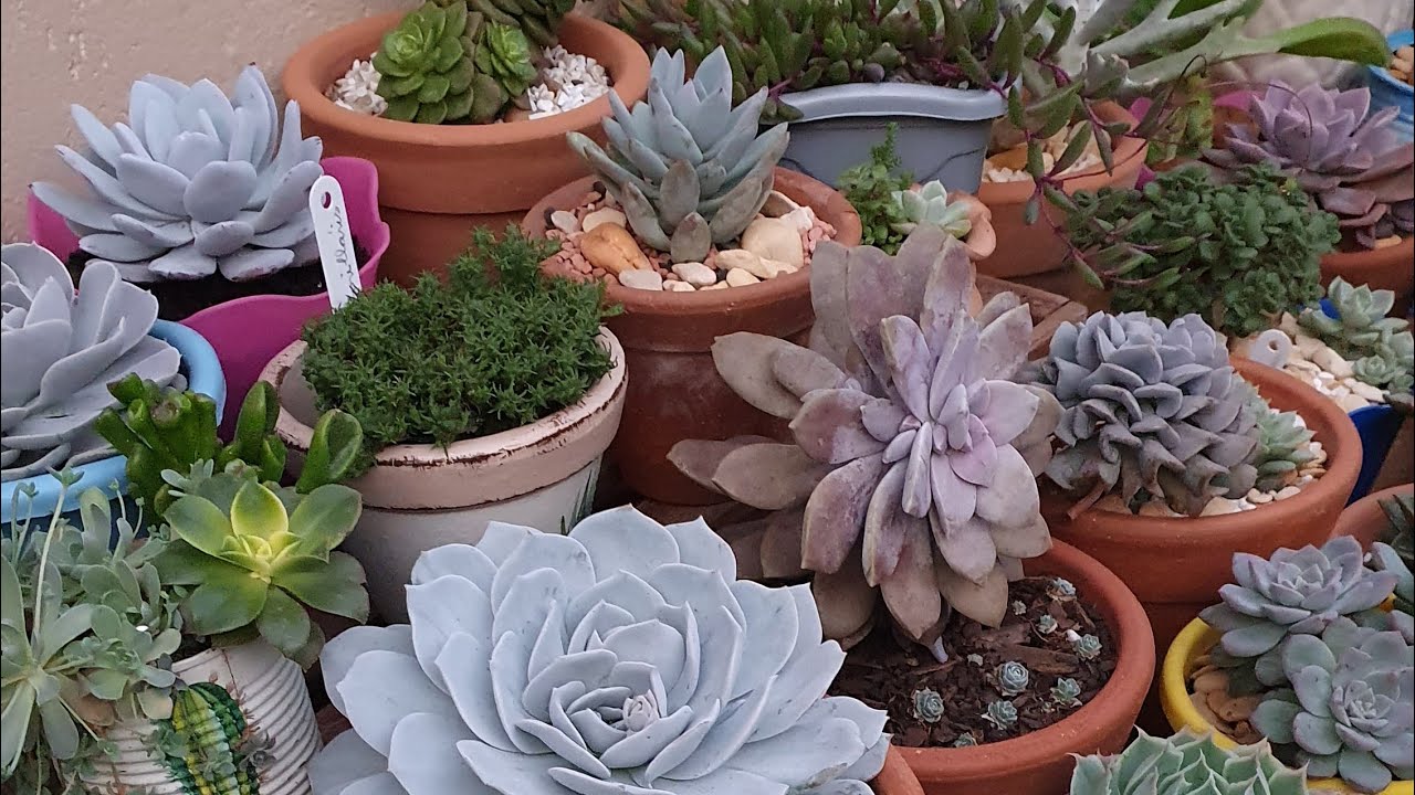 Echeveria, Sedum, Graptopetalum, Pachyphytum, e muitos outros gêneros de Suculentas, dicas.