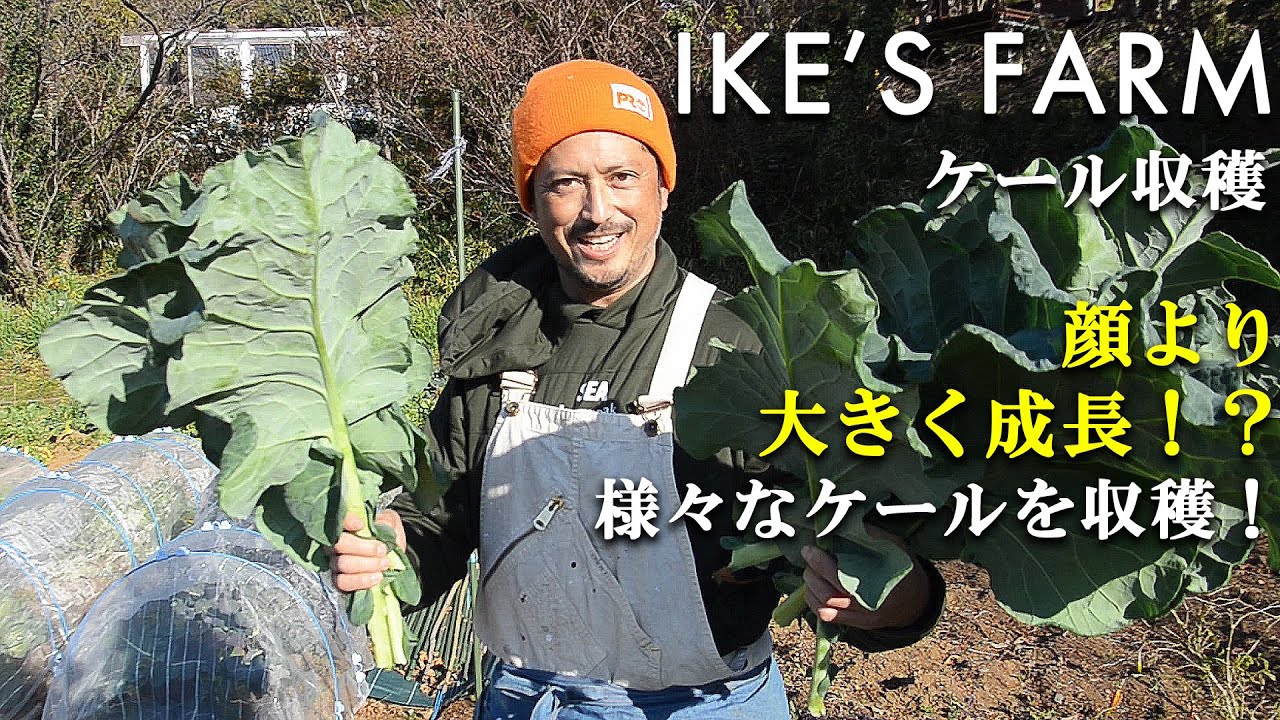 【IKE'S FARM】顔より大きく成長！？IKE'S FARMの様々なケールを収穫！！