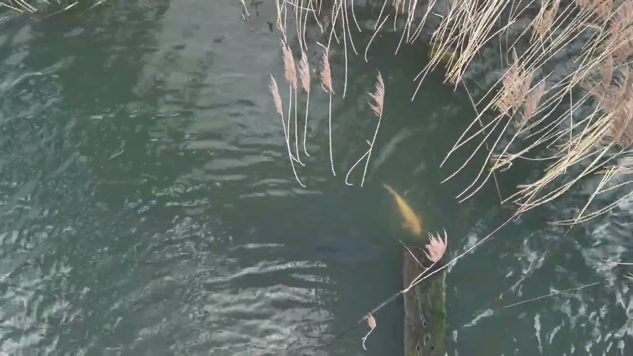 Chasing carp at Carcroft Lilly pond 17/03/2024