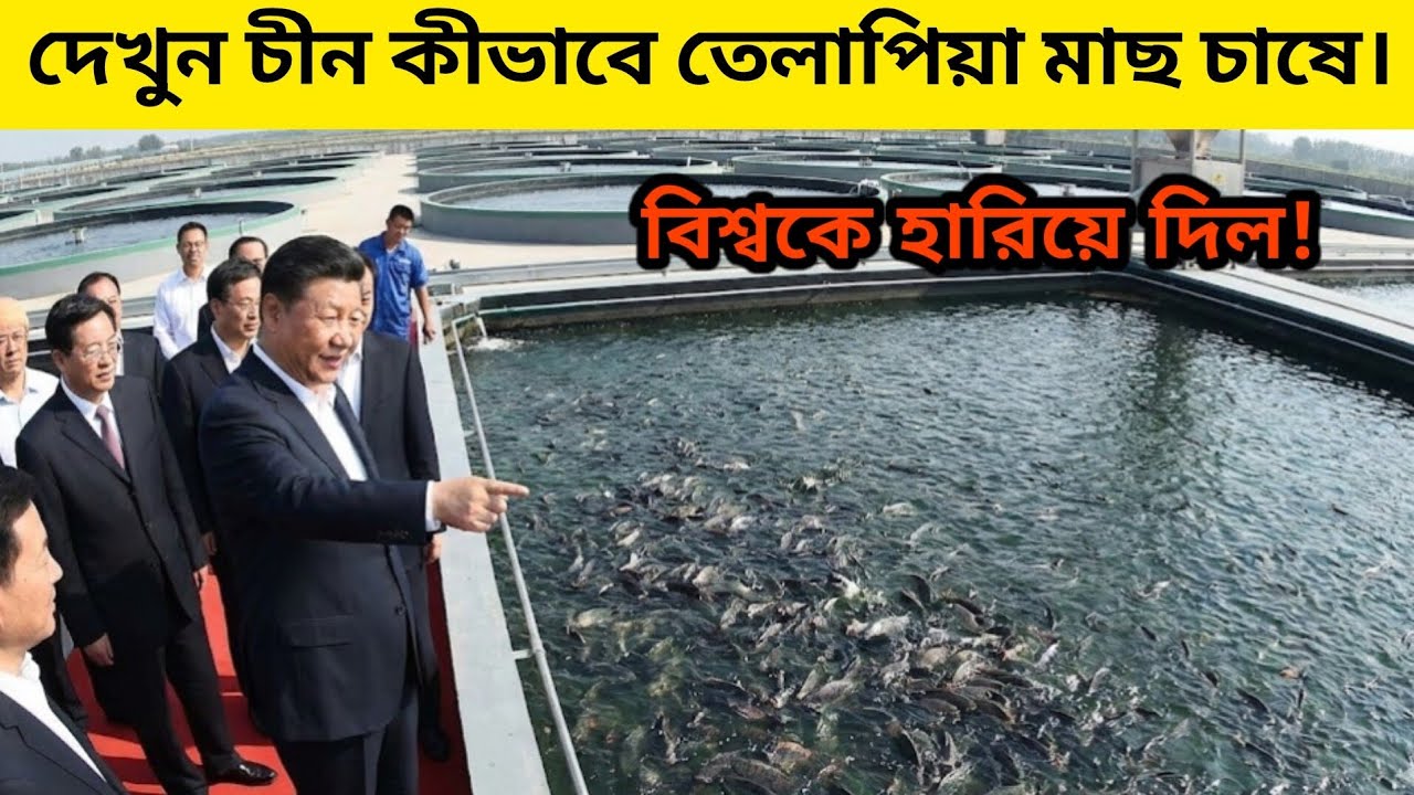দেখুন চীনে কীভাবে তেলাপিয়া মাছ চাষ করে – আধুনিক প্রযুক্তিতে কোটি টাকার ব্যবসা! Technozal